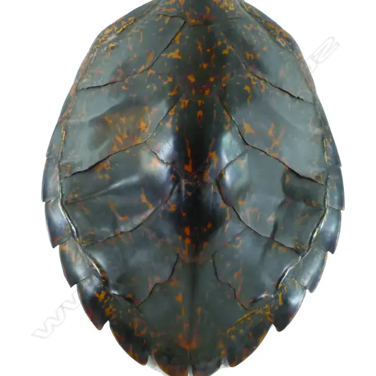 A large turtle shell