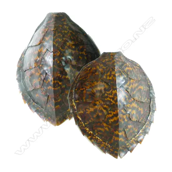 Two small turtle shells