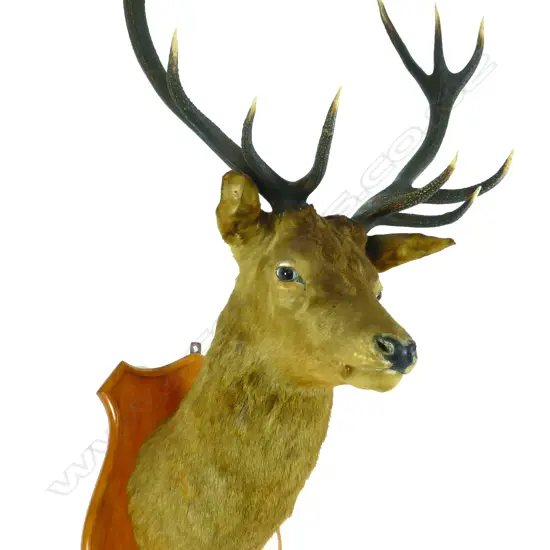 A large taxidermy red deer stag head mount