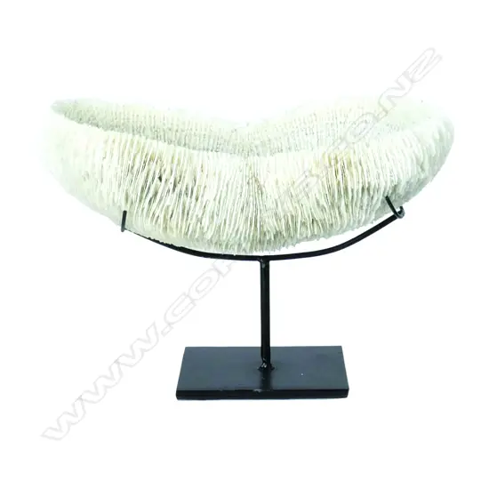 A large impressive oblong white tropical coral specimen