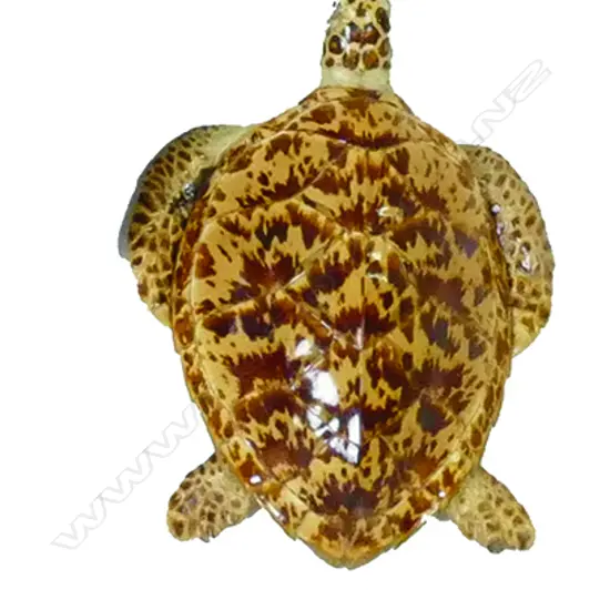 A taxidermy small turtle