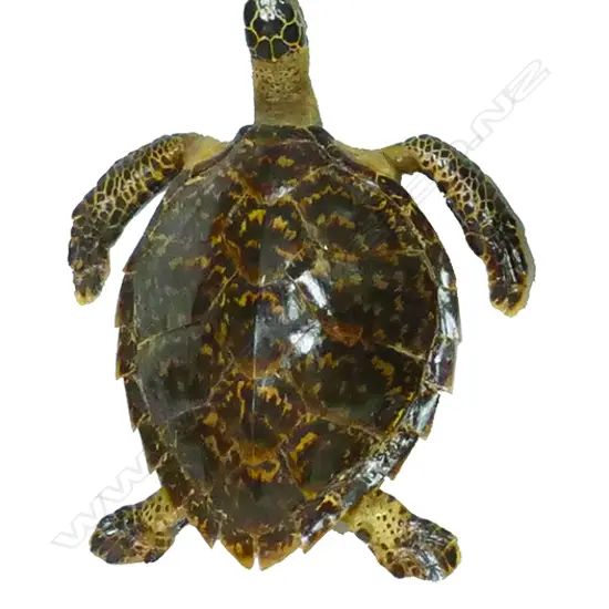 A small taxidermy turtle