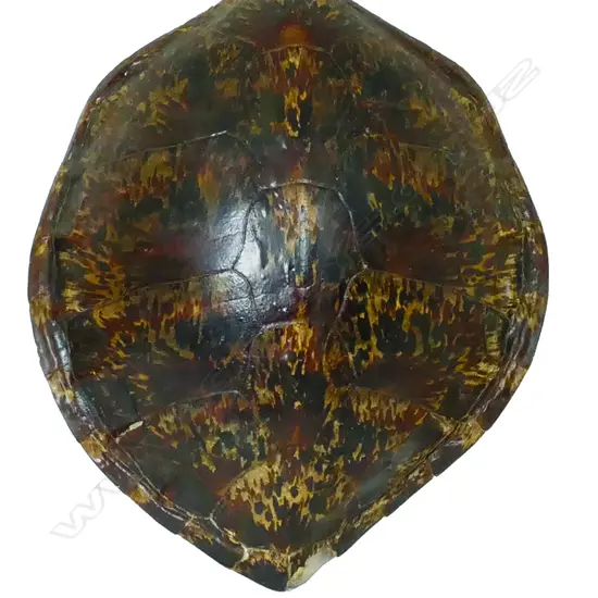 A large turtle shell