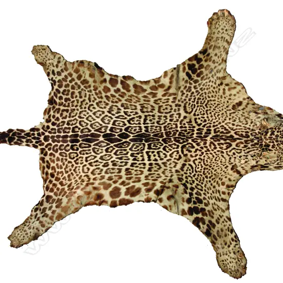 An uncommon old Bolivian Jaguar skin with mounted head