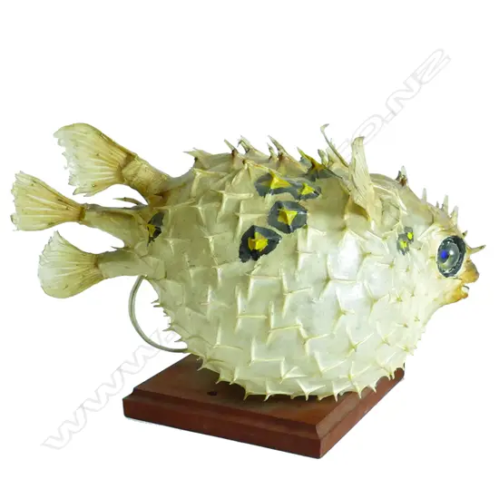 A vintage puffer fish lamp