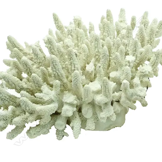 A large piece of twig coral