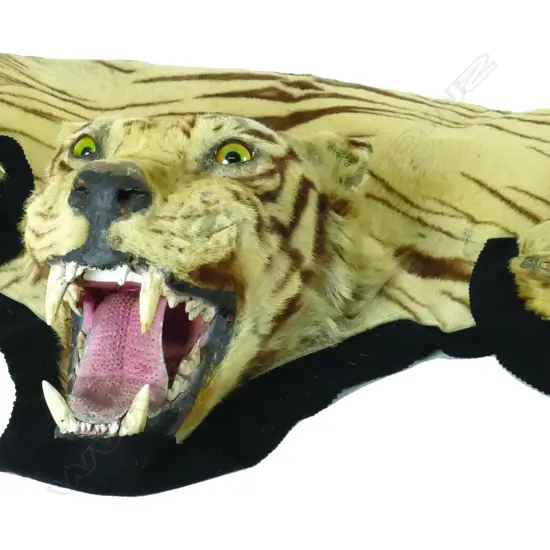 An old tiger skin with full taxidermy head mount