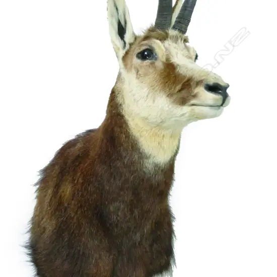 A chamois taxidermy trophy head mount
