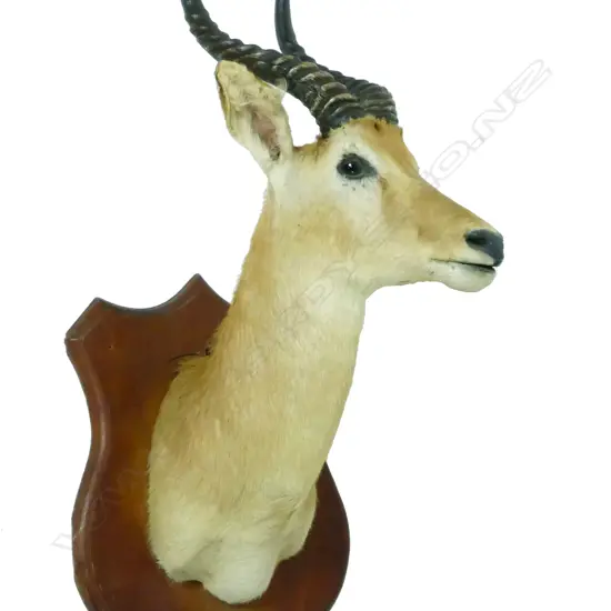 A taxidermy shoulder mount of a Grant's gazelle