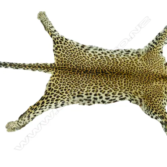 A full leopard skin pelt