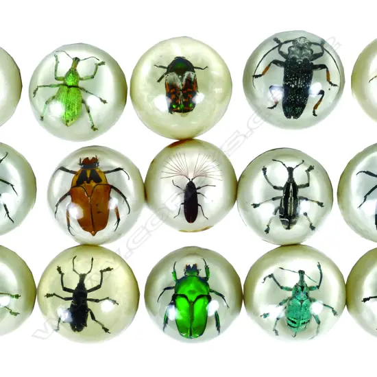 A collection of 80+ PNG beetles