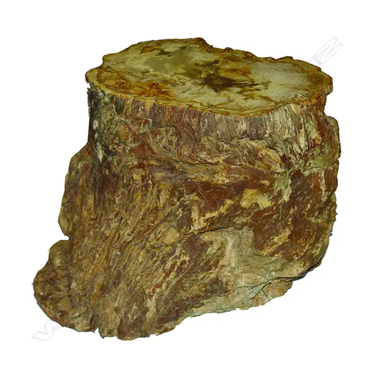 A petrified wood side table/stool