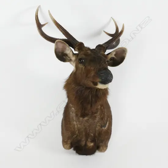 A good taxidermied Sambar deer head