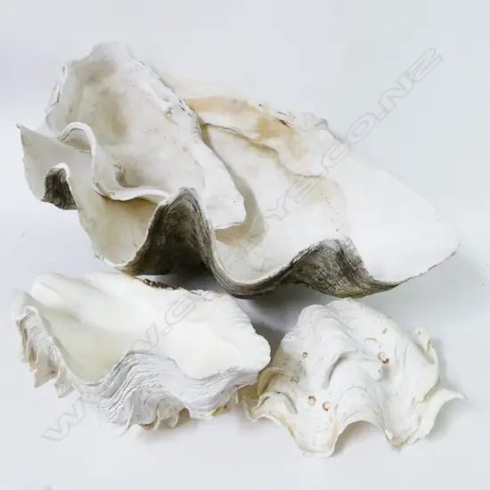 A graduated set of four clam shells