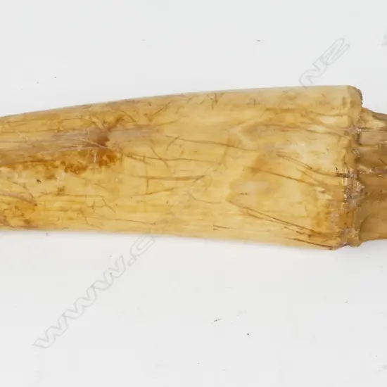 317] Artefact Inuit walrus tusk *