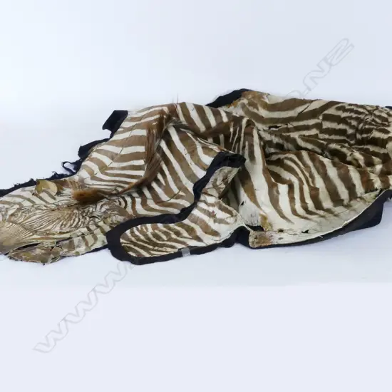 A vintage zebra skin