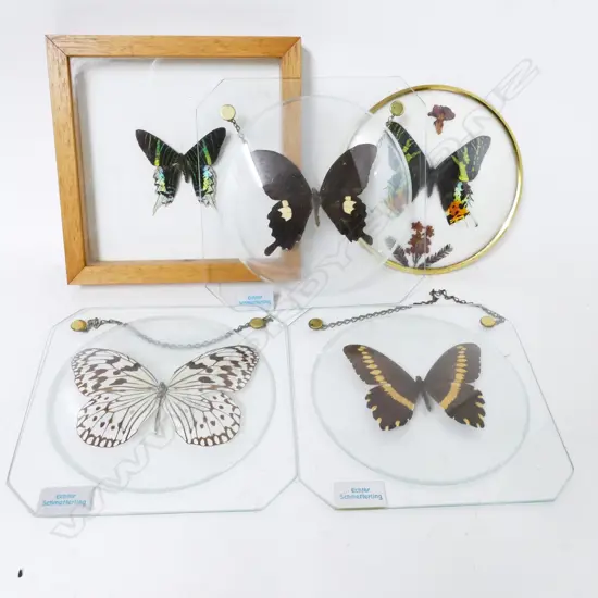 Five specimen butterflies