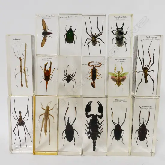 A collection of 16 specimen insects