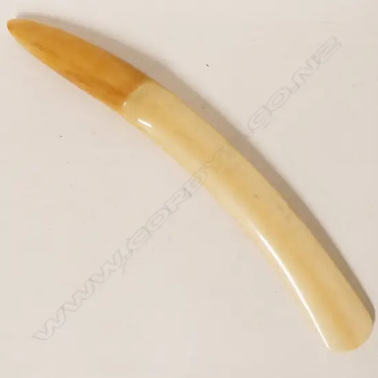 A 19thC ivory tusk section page turner
