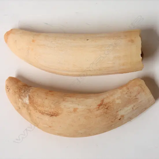 Two old small whale's teeth