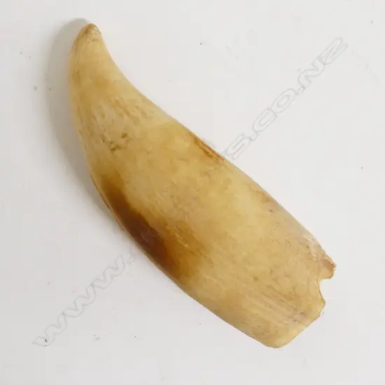 A large sperm whale tooth