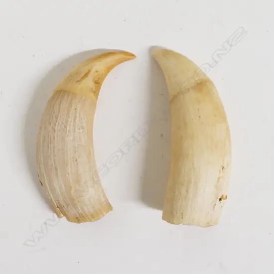 Two old sperm whale teeth