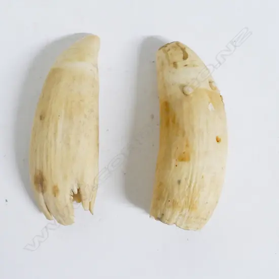 Two old sperm whale teeth